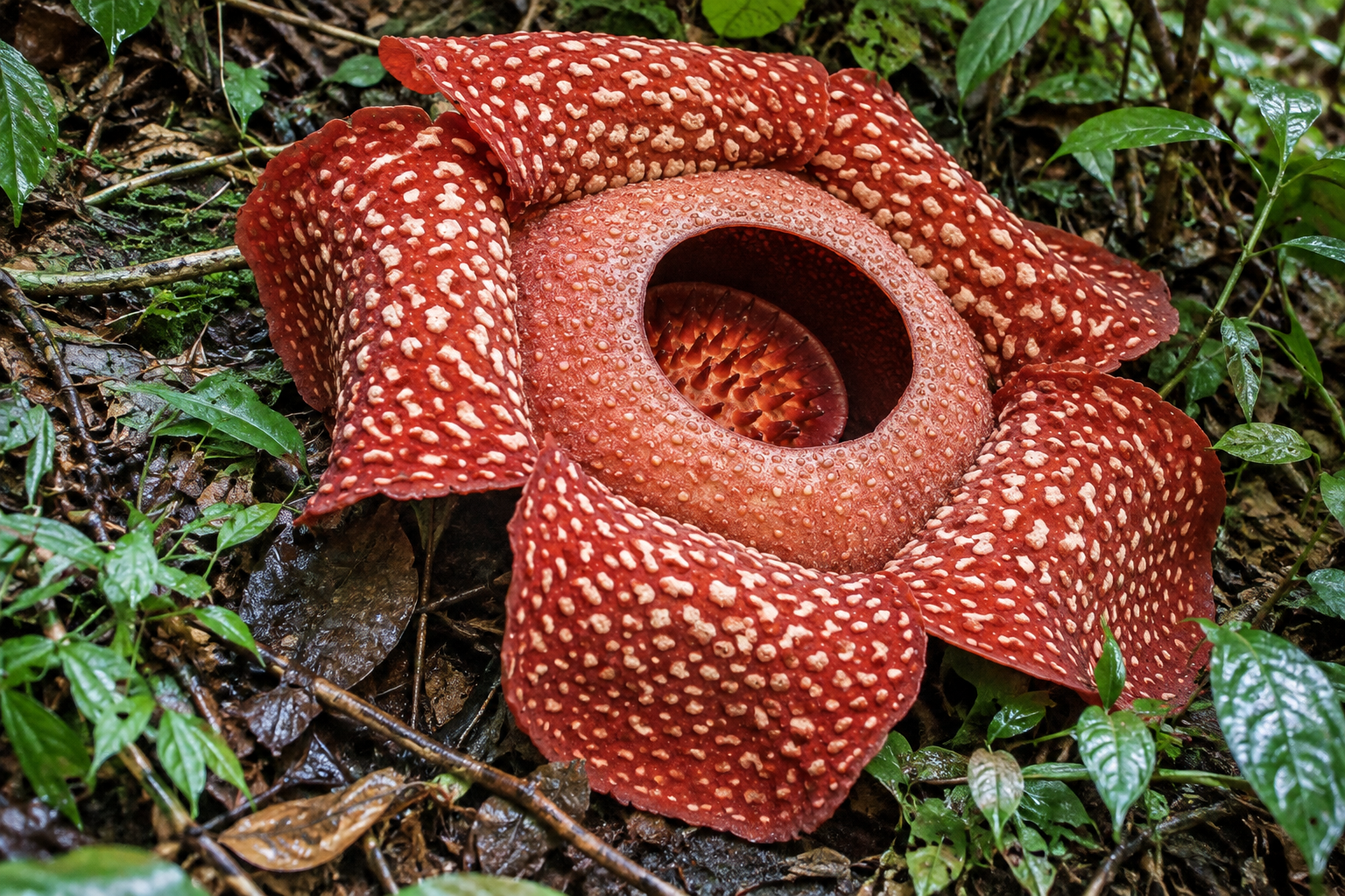 Rafflesia bengkuluensis